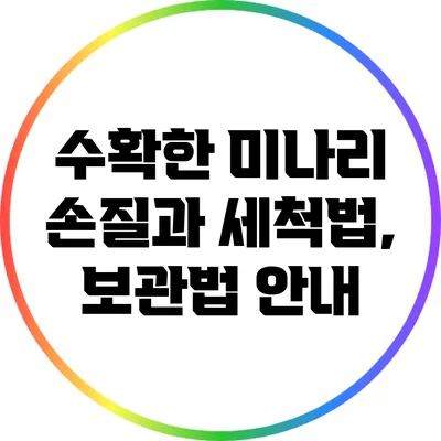 수확한 미나리 손질과 세척법, 보관법 안내